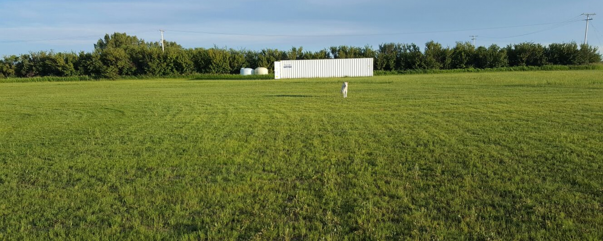 We're building our own cricket field...